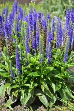 Ehrenpreis Veronica spicata 'Ulster Blue Dwarf' Topf Veronica spicata 'Ulster Blue Dwarf'