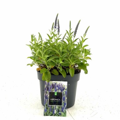 Ehrenpreis Veronica spicata 'Ulster Blue Dwarf' Topf Veronica spicata 'Ulster Blue Dwarf'