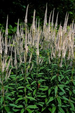Kandelaber-Ehrenpreis Veronicastrum virginicum 'Pink Glow' Topf Veronicastrum virginicum 'Pink Glow'