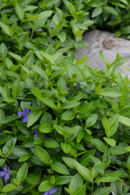 Kleines ImmergrĂŒn Vinca minor Topf Vinca minor