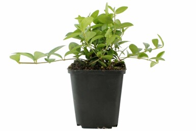 Kleines ImmergrĂŒn Vinca minor Topf Vinca minor