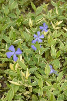 KleinblĂ€ttriges weiĂbuntes ImmergrĂŒn Vinca minor 'Argenteovariegata' Topf Vinca minor 'Argenteovariegata'