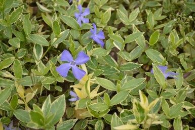 KleinblĂ€ttriges weiĂbuntes ImmergrĂŒn Vinca minor 'Argenteovariegata' Topf Vinca minor 'Argenteovariegata'