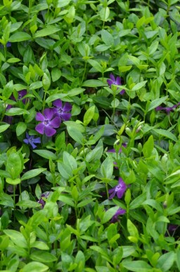 KleinblĂ€ttriges ImmergrĂŒn Vinca minor 'Atropurpurea' Topf Vinca minor 'Atropurpurea'
