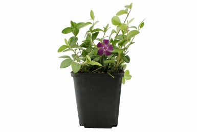 KleinblĂ€ttriges ImmergrĂŒn Vinca minor 'Atropurpurea' Topf Vinca minor 'Atropurpurea'