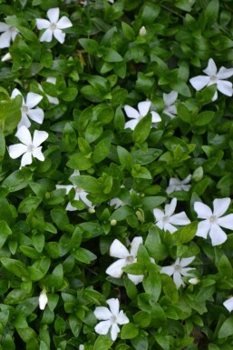 Kleinblättriges weißes Immergrün Vinca minor 'Gertrude Jekyll' Topf Vinca minor 'Gertrude Jekyll'