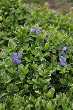 ImmergrĂŒn Vinca minor 'Ralph Shugert' Topf Vinca minor 'Ralph Shugert'