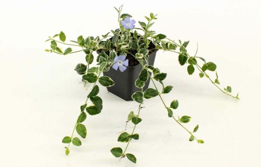 Immergrün Vinca minor 'Ralph Shugert' 5-10 Topf 9x9 cm (P9) Vinca minor 'Ralph Shugert'