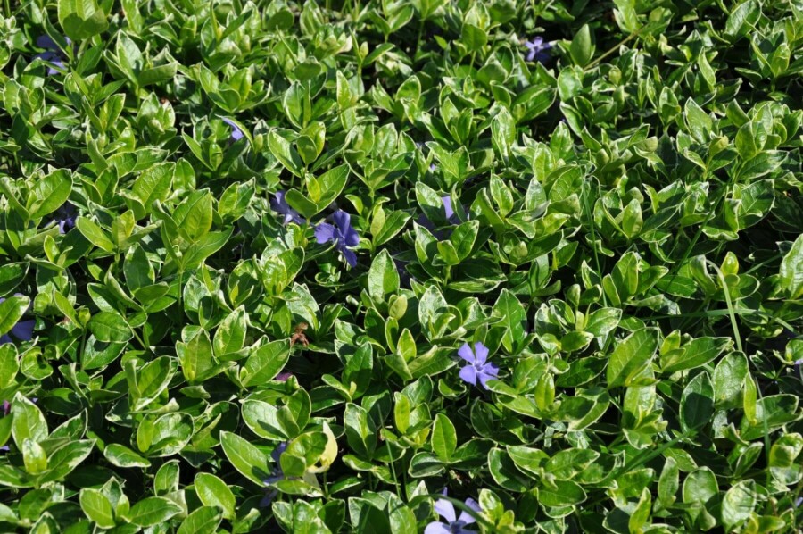 Immergrün Vinca minor 'Ralph Shugert' 5-10 Topf 9x9 cm (P9) Vinca minor 'Ralph Shugert'