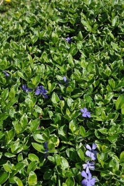 Immergrün Vinca minor 'Ralph Shugert' 5-10 Topf 9x9 cm (P9) Vinca minor 'Ralph Shugert'