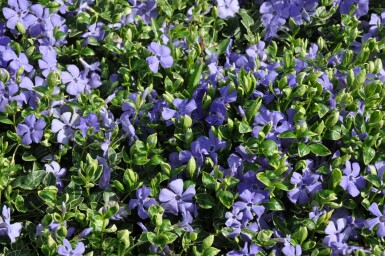Immergrün Vinca minor 'Ralph Shugert' 5-10 Topf 9x9 cm (P9) Vinca minor 'Ralph Shugert'