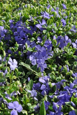 Immergrün Vinca minor 'Ralph Shugert' 5-10 Topf 9x9 cm (P9) Vinca minor 'Ralph Shugert'
