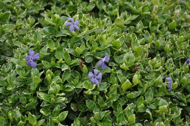 Immergrün Vinca minor 'Ralph Shugert' 5-10 Topf 9x9 cm (P9) Vinca minor 'Ralph Shugert'