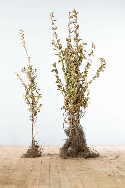 Buche / Hainbuche Carpinus Betulus 100-125 cm
