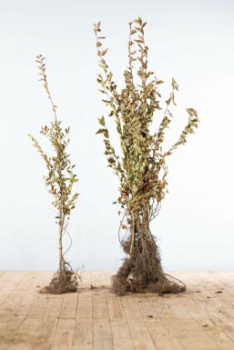 Hainbuche Carpinus Betulus Hecke 100-125 Wurzel Buche / Hainbuche Carpinus Betulus 100-125 cm