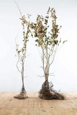 Hainbuche Carpinus Betulus Hecke 125-150 Wurzel Buche / Hainbuche Carpinus Betulus 125-150 cm