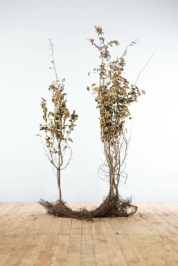 Hainbuche Carpinus Betulus Hecke 150-175 Wurzel Buche / Hainbuche Carpinus Betulus 150-175 cm