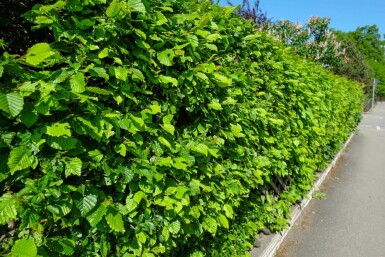 Hainbuche Carpinus Betulus Hecke 175-200 Wurzel