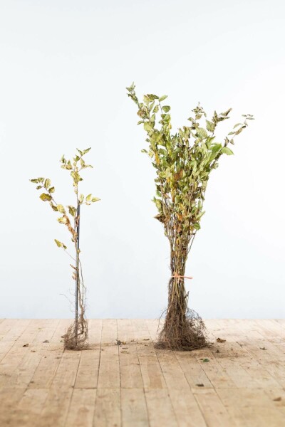 Buche / Hainbuche Carpinus Betulus 60-80 cm