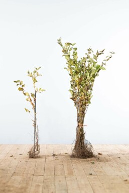 Hainbuche Carpinus Betulus Hecke 60-80 Wurzel Buche / Hainbuche Carpinus Betulus 60-80 cm