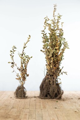 Hainbuche Carpinus Betulus Hecke 80-100 Wurzel Buche / Hainbuche Carpinus Betulus 80-100 cm