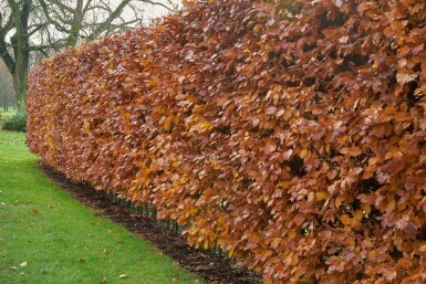 Rotbuche Fagus Sylvatica Hecke 80-100 Wurzel