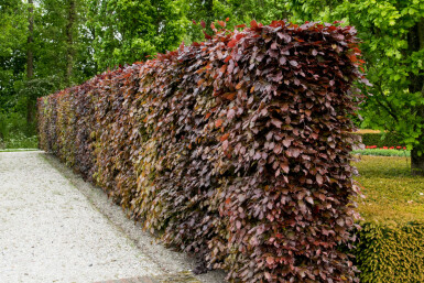 Buche / Blutbuche Fagus Sylvatica Purpurea 40-60 cm