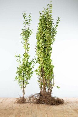 Ovalblättrige Liguster Ligustrum Ovalifolium Hecke 125-150 Wurzel Ligustrum Ovalifolium Ovalblättriger Liguster 125-150 cm