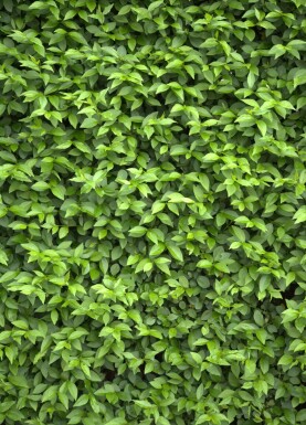 Ligustrum Ovalifolium Ovalblättriger Liguster 40-60 cm - Wurzel