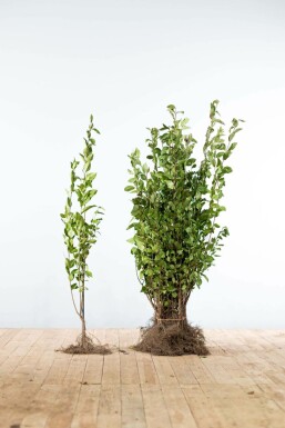 Ovalblättrige Liguster Ligustrum Ovalifolium Hecke 60-80 Wurzel Ligustrum Ovalifolium Ovalblättriger Liguster 60-80 cm