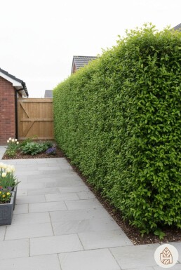 Ligustrum Vulgare Gewöhnlicher Liguster 100-125 cm - Wurzel