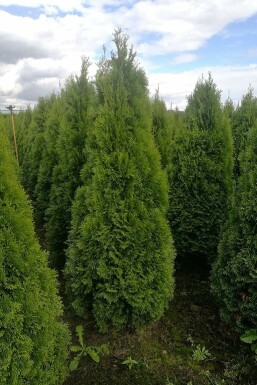 Lebensbaum / Thuja Occidentalis Smaragd 60-80 cm