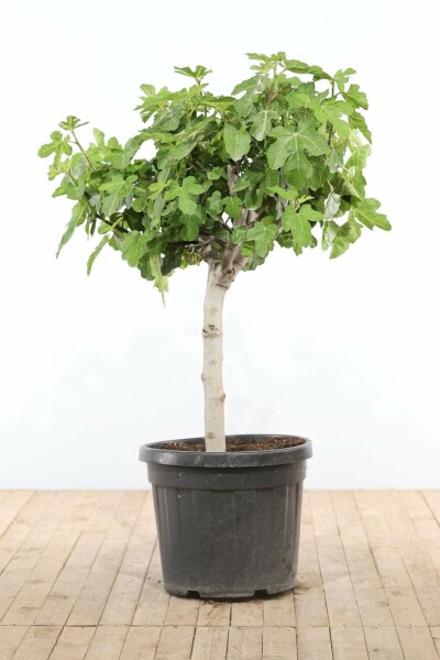 Feigenbaum / Ficus Carica bonsai 100-125 cm