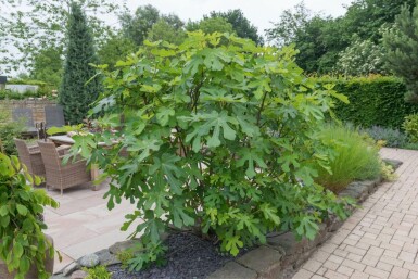 Feigenbaum / Ficus Carica bonsai 100-125 cm