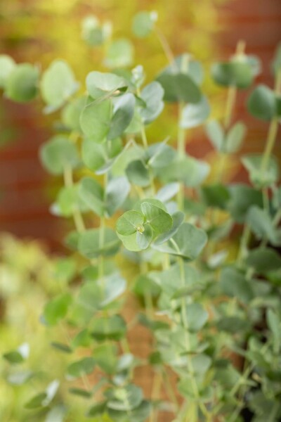 Blauer eukalyptus Eucalyptus gunni 'Azura' strauch Eucalyptus gunni 'Azura'