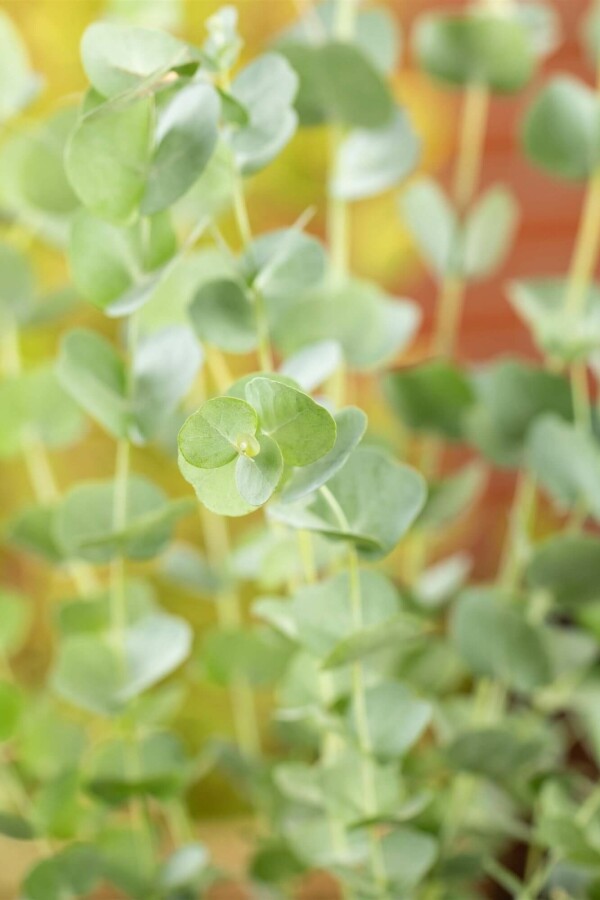 Blauer eukalyptus Eucalyptus gunni 'Azura' strauch Eucalyptus gunni 'Azura'