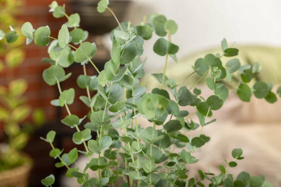 Blauer eukalyptus Eucalyptus gunni 'Azura' strauch Eucalyptus gunni 'Azura'