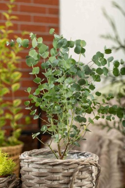 Blauer eukalyptus Eucalyptus gunni 'Azura' strauch Eucalyptus gunni 'Azura'