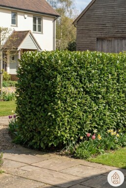 Kirschlorbeer / Prunus Laurocerasus Caucasica 60-80 cm