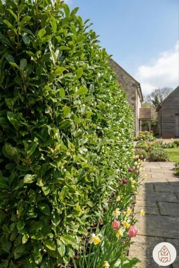 Kirschlorbeer / Prunus Laurocerasus Caucasica 60-80 cm