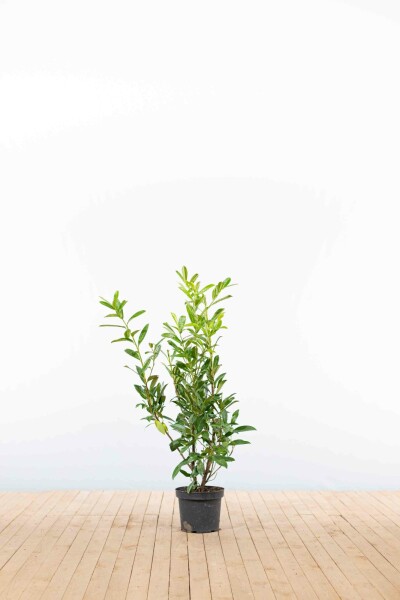 Kirschlorbeer / Prunus Laurocerasus Caucasica 80-100 cm