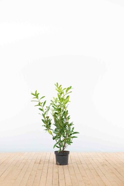 Kirschlorbeer / Prunus Laurocerasus Caucasica 80-100 cm