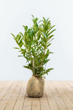 Kirschlorbeer Prunus laurocerasus Caucasica Hecke 80-100 Ballen Kirschlorbeer / Prunus Laurocerasus Caucasica 80-100 cm