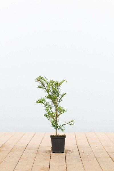 Eiben / Taxus baccata P9 15-20