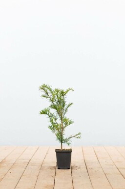 Eiben / Taxus baccata P9 15-20