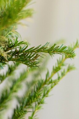 Eiben / Taxus baccata P9 15-20