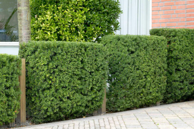 Eiben / Taxus baccata P9 15-20