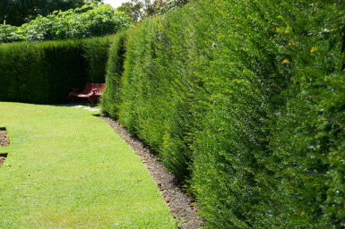 Eiben / Taxus baccata P9 15-20
