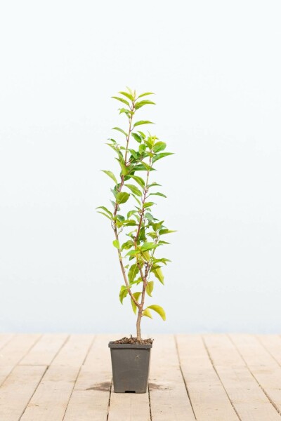 Portugiesischer Kirschlorbeer / Prunus lusitanica 'Angustifolia' P9 5-10 cm