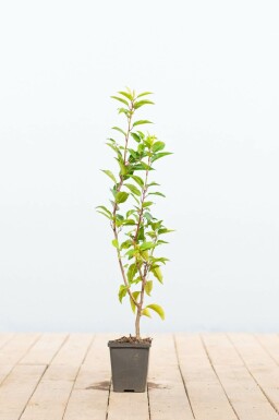 Portugiesischer Kirschlorbeer / Prunus lusitanica 'Angustifolia' P9 5-10 cm